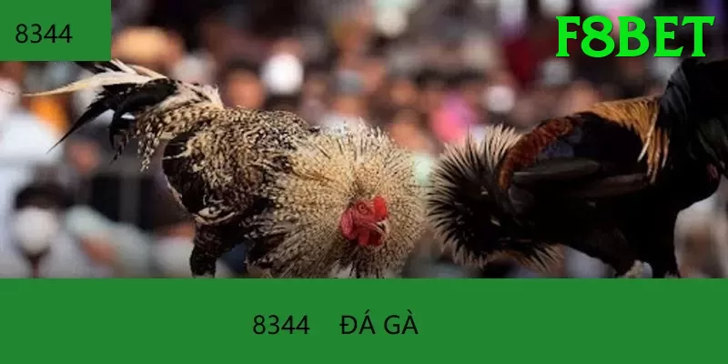 Đá Gà Trực Tiếp - Ưu đãi đặc biệt - Game 2D